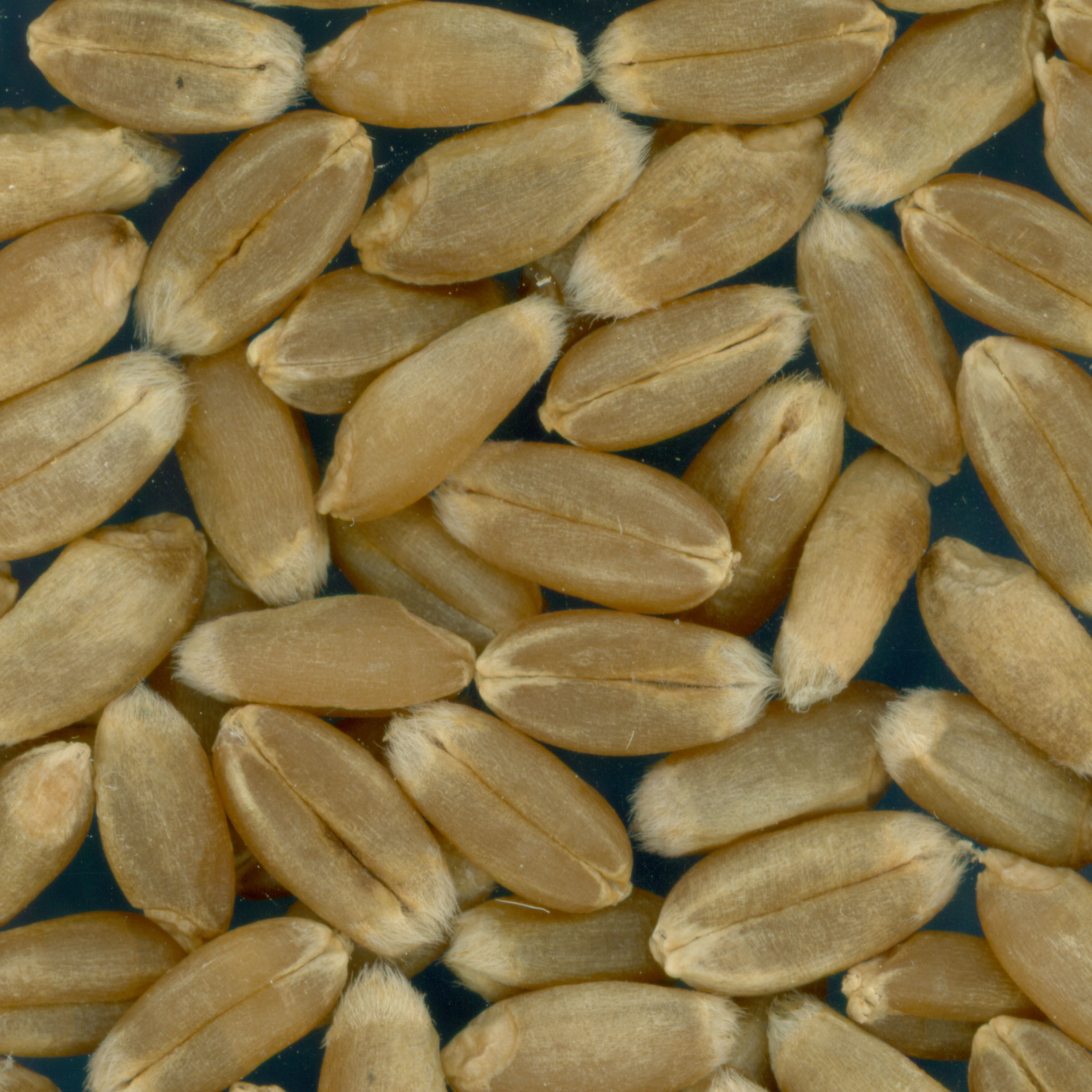 KERNELS
